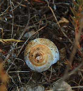 空的蜗牛壳隐藏在干草中图片