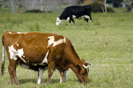 棕牛和黑牛在奶牛农场图片