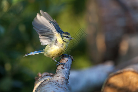 蓝山雀是一种鸟儿容易辨认的鲜艳颜色图片