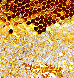 野生蜜蜂的甜蜂窝图片