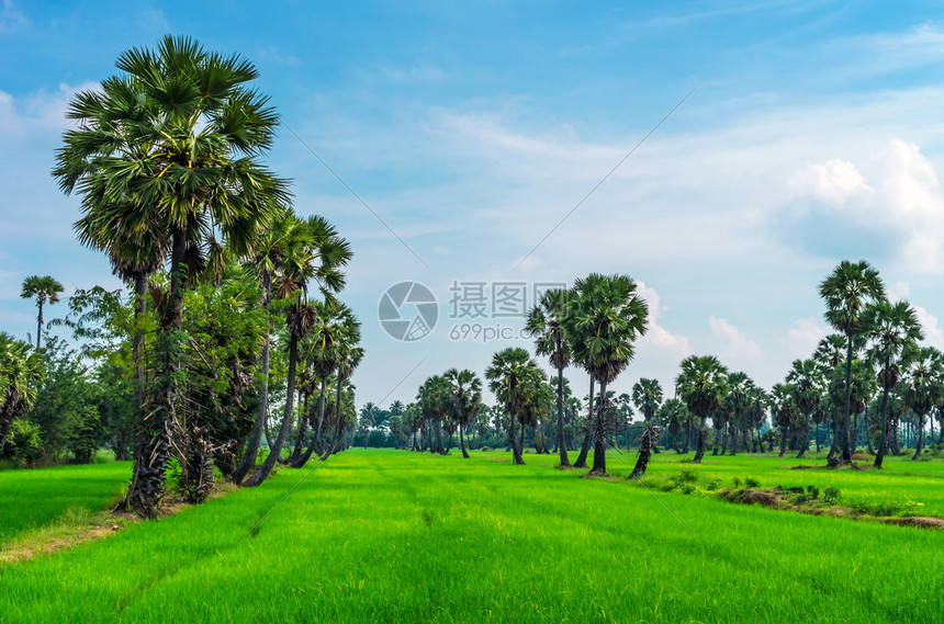 夜里在稻田上种植棕榈糖树图片