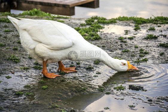 白鹅雨后喝水图片