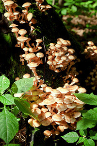 夏季森林树桩上的真菌落图片