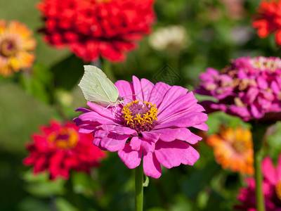 粉色Zinnia花朵图片