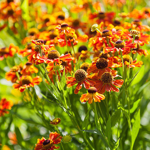 开花的gaillardia花关闭图片