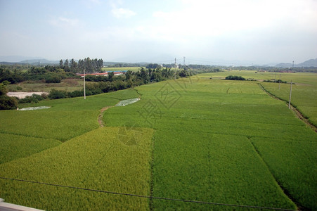 广东省的稻田图片素材
