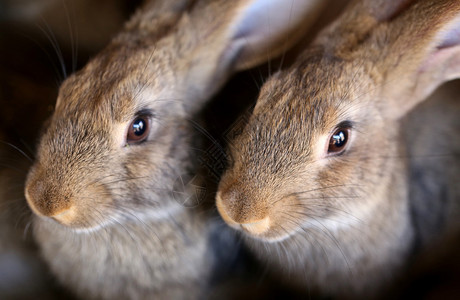年轻的兔子动物农场和繁殖特写图片