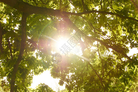 太阳正闪耀在德国树林中一棵树的枝子上这张照片是在赫森Hessen用过的EschbacherKlip图片