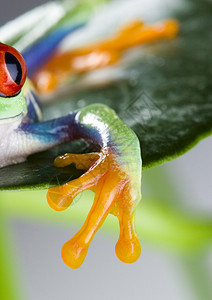 绿叶上的红眼蛙图片