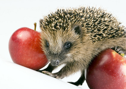 苹果8黑素材图片