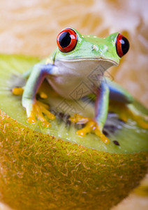 猕猴桃红眼蛙图片