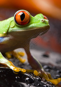 红眼树青蛙图片