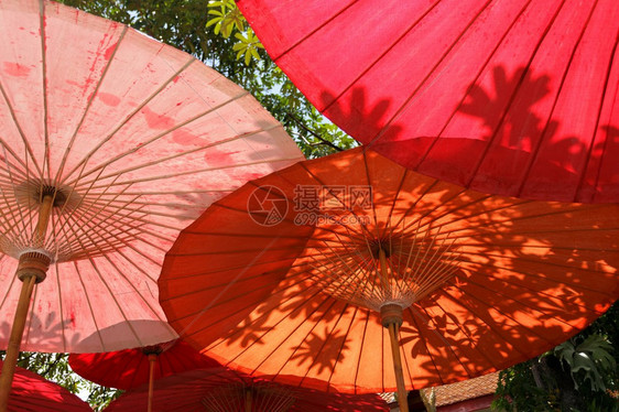 泰国的东方雨伞和树叶阴影图片