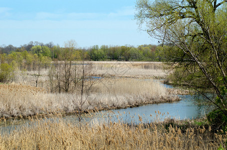 美国密歇根州湿地景观图片