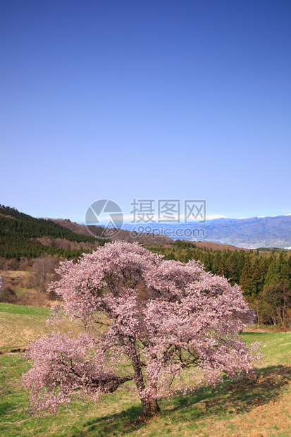 日本山田永izaonoOyamazakura和ItIi图片