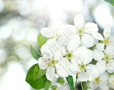 春枝开白花图片