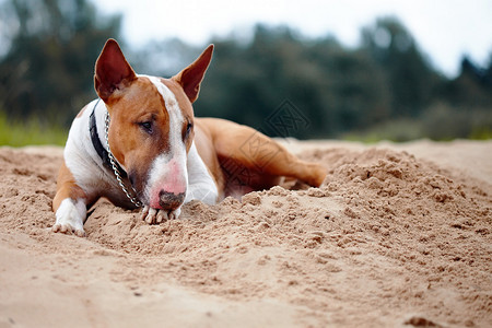 英国斗牛犬纯种狗犬友红色的狗红色英国斗牛图片