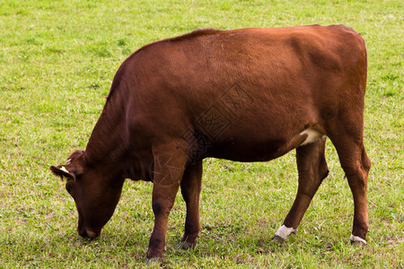 牛在草地上吃草图片