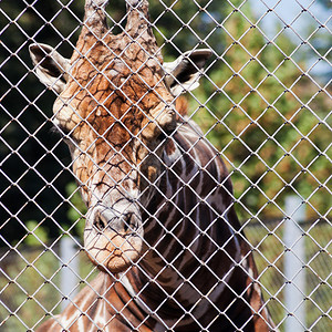 在露天笼子后面的长颈鹿在夏日关闭图片