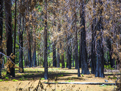 林火摧毁了约瑟米特公园中树上黑图片