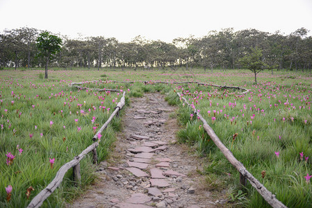 鲜花野生的郁金香图片