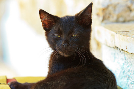 睡不着的怪异黑街小猫在户外枕头图片