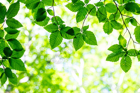 森林树枝上的亮绿色叶子图片