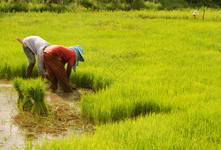 泰国农民为种植准备稻种苗图片