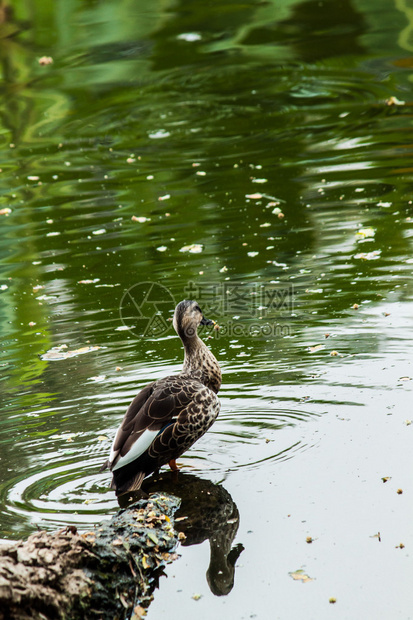 更慢的口哨duck图片