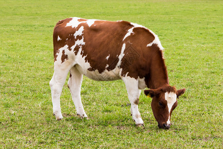 牛在草地上吃草图片