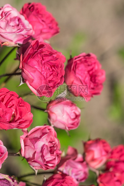 花园里的花朵玫瑰美丽的背景图片