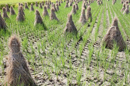 农田稻草收获后的稻田图片