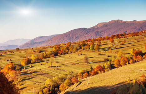 雄伟的早晨山风景与五颜六色的森林和蓝天秋叶喀尔巴阡图片