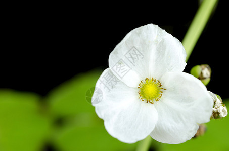 白花和莲花植物图片