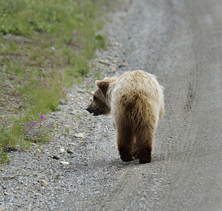 走在路边的棕熊背景图片