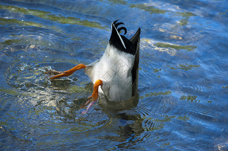 一只鸭子在深蓝色的水中潜水图片