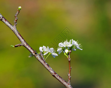 绿色背景上的桃花图片