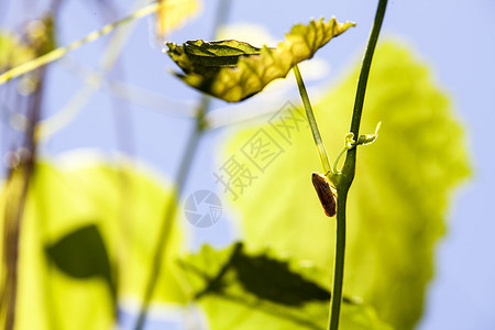 绿树上的Cicada供Adv或图片