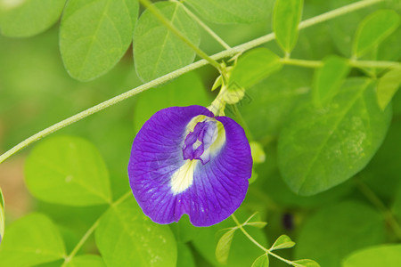 蝴蝶花的药用草花中的小菜可用于发毛死图片
