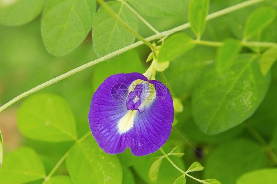 蝴蝶花的药用草花中的小菜可用于发毛死图片