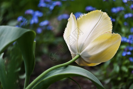 亮芽束颜色图片