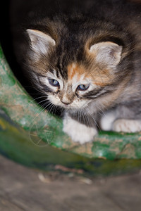 美丽的小猫眼睛亮图片