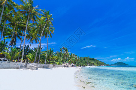沙滩和棕榈树上有海的热带海滩图片