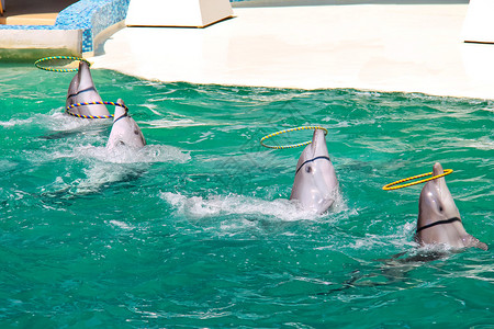 海豚在水上表演中扭动环图片