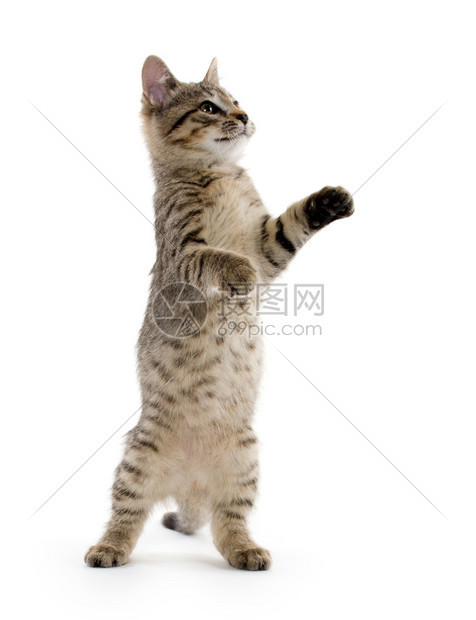 小可爱小猫咪站立在后腿上图片