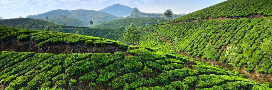 印度喀拉邦的茶园图片