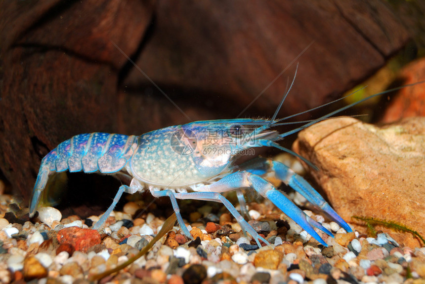 多彩澳大利亚蓝色小龙虾红螯螯虾在水族馆图片