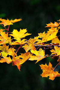 秋天的枫叶在树枝上橙色和黄色深色背景图片