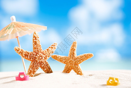 海星与海洋海滩和海景浅自由度图片