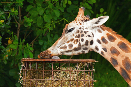 Rothschild长颈鹿在动物园吃东西图片